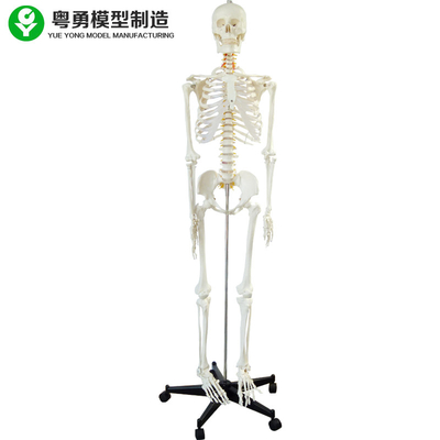 全人体骨組モデル/標本の解剖骨組大型