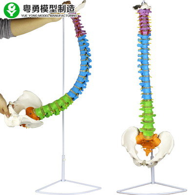 脊柱の骨盤色の地帯の医学の脊柱モデル コラム解剖3.5 Kg