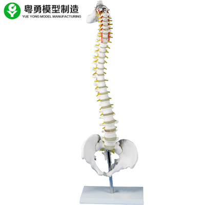 金属の立場の医学の教授の腰神経椎骨のモデル骨組シミュレーター
