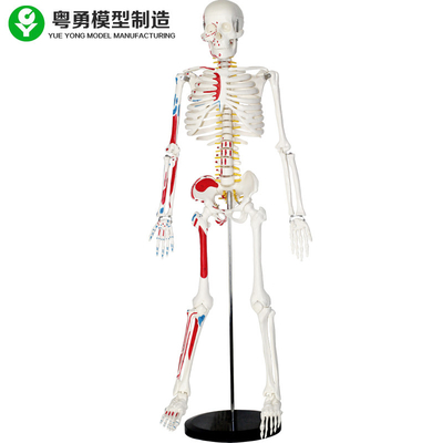 筋肉を搭載するプラスチック実物大の人間の骨組モデル85cm重量2.0 Kgの