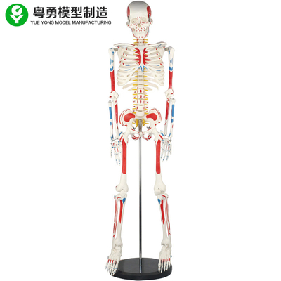 大人の人体骨組モデル/人間筋肉および骨組解剖学は模倣します