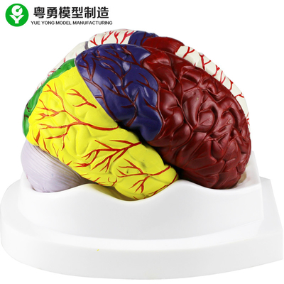 人間の脳の解剖学モデル/教育プラスチック頭脳はポリ塩化ビニール材料を模倣します