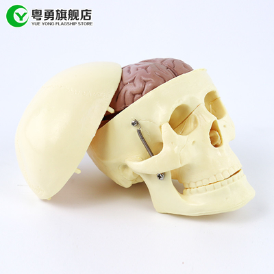 解剖頭脳が付いている中型の解剖学の頭骨モデル/人間のプラスチック頭骨