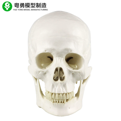 人間の解剖学の頭骨モデル/解剖学のタイプ実物大の医学の頭骨モデル