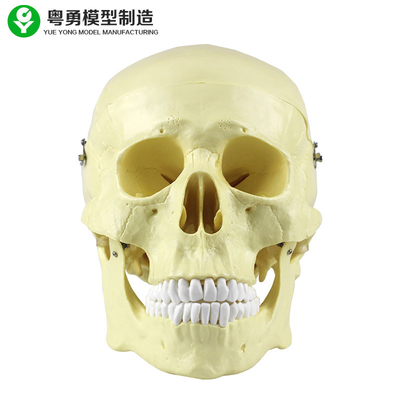 ヘッド解剖学の頭骨モデル プラスチック20X14X20 Cm単一のパッケージのサイズの高精度