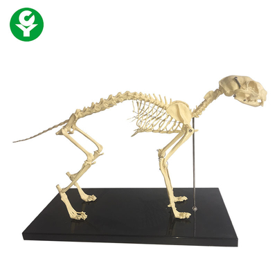 骨格自然な骨の動物の解剖学は模倣しましたり/解剖猫の骨組モデル