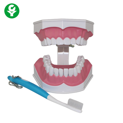 歯科学生の歯磨きの教育の示すことのための人間の歯モデル