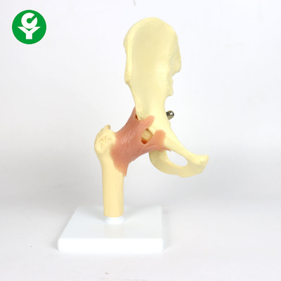0.6 Kgを教えるためのプラスチック解剖学の股関節モデルは総重量を選抜します