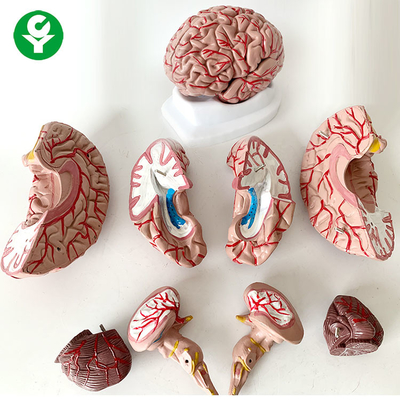 主題8部の頭脳の解剖学モデル医学の人間の実物大の1.5 Kg