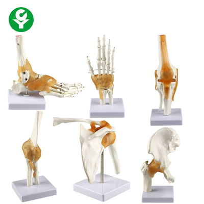 大型の人間の接合箇所モデル/肩の肘の情報通の膝のフィート手の接合箇所モデル骨