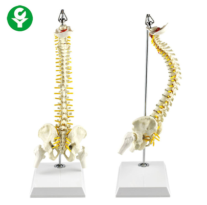 含まれている40CM中断された脊柱の骨組モデル コードの神経根の椎骨動脈
