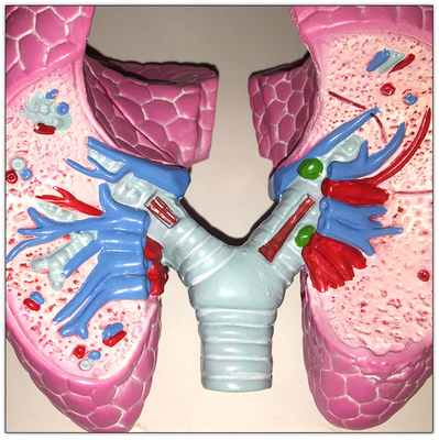 プラスチックCOPDの肺人体器官モデル内臓の学習の19x13x17cm