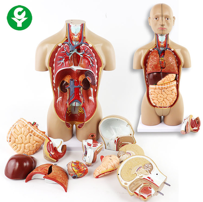 モデル器官がトランクのヘッド頭脳の肺中心の胃を含んでいる胴の性の特質を奪って下さい