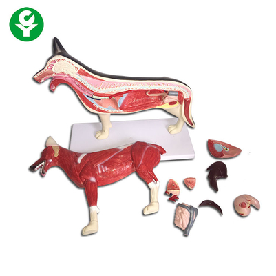 犬図動物の解剖学は利用できる全身の肺中心のレバーを模倣します