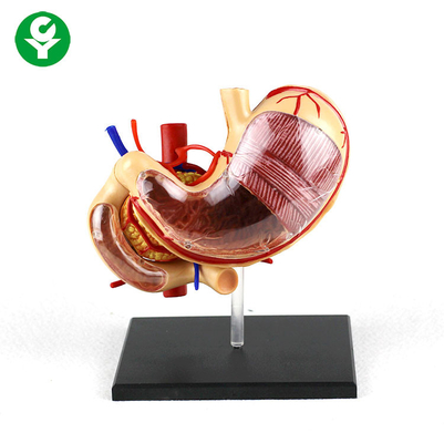 取り外し可能な胃の解剖学の人体器官のモデル スクール サポート0.5 kgのポリ塩化ビニールの