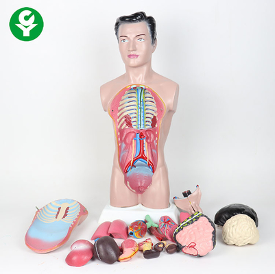 44cmの高い人体の胴モデル/解剖学の男性の解剖学モデル3.0 Kg