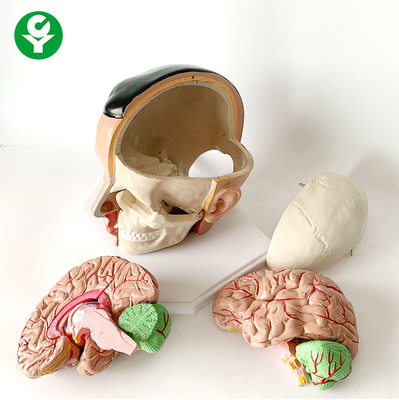 構造頭脳の解剖学モデル頭蓋動脈解剖20X18X18 Cmのパッケージ