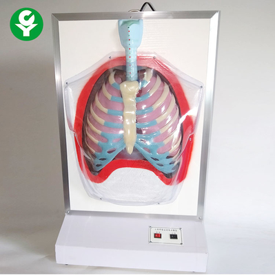 電気医学の訓練の人体摸型/動きの人間の呼吸器モデル