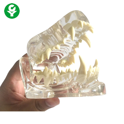 解剖学犬の頭骨の顎の骨の透明な/歯科犬歯はポリ塩化ビニール材料を模倣します