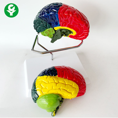 2切れの色彩分離の解剖実物大の頭脳モデル1.0 Kg