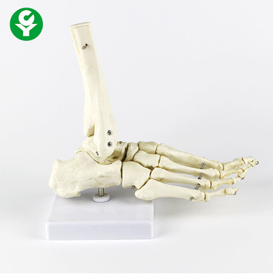 右足の人間の接合箇所モデル中手骨白い色の多機能