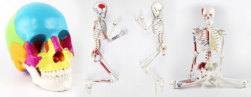 人体の骨組モデル