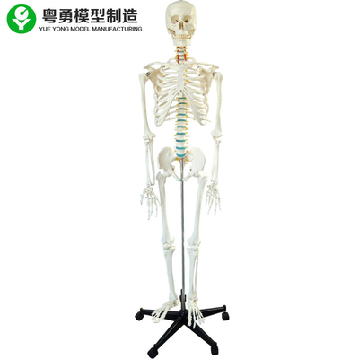骨組男性のモデル骨色の軟骨の取り外し可能な鉄の立場の腕のフィート3の歯Dissectible