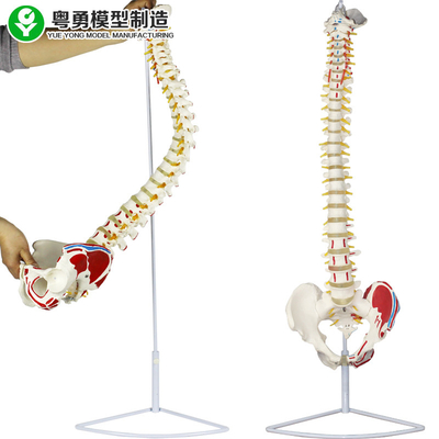 解剖医学の脊柱モデル骨盤筋肉ポイント腿骨の頭部
