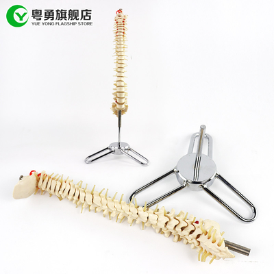 中型の脊柱骨組モデル/脊柱の解剖学モデル10X38X10CMサイズ
