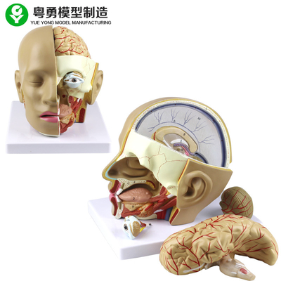 頭脳が付いているプラスチック解剖学の頭骨モデル/ポリ塩化ビニール人間の頭の解剖学モデル